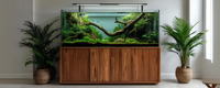 Blog Aquascaping Bao Aquarium