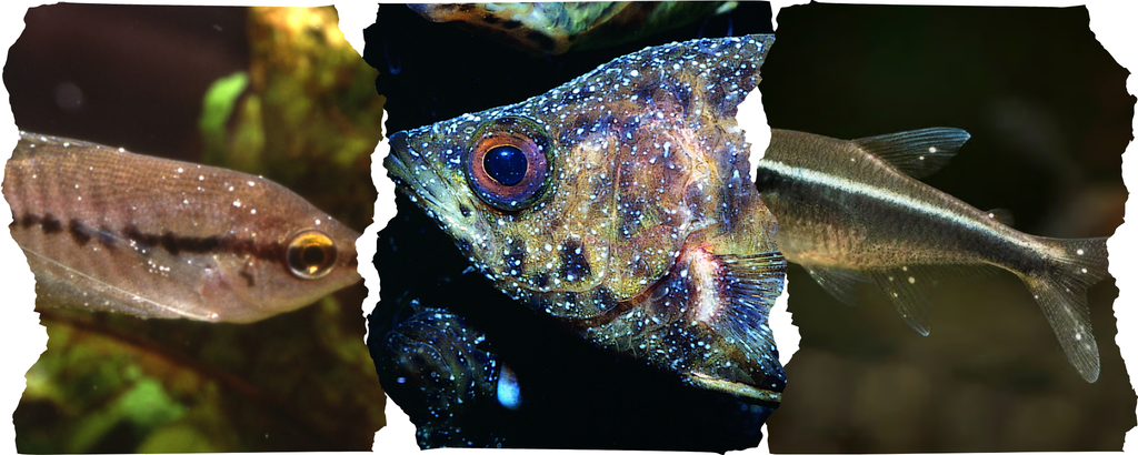 Maladie des Points Blancs (Ichtyophthirius) : Guide Complet pour Soigner vos Poissons