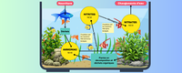 article-de-blog-bacteries-benefiques-et-cycle-azote-aquarium