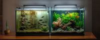 Blog 10 erreurs a eviter en aquariophilie Bao Aquarium