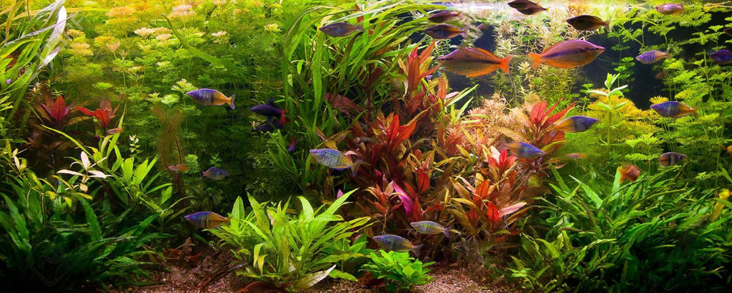 Aquarium CO2 -kit: welke moet kiezen voor uw geplante tank?