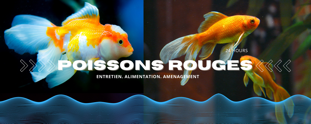 Aquarium Design pour Poisson Rouge - Décorations Aquarium