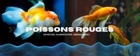article-de-blog-poissons-rouges-bao-aquarium
