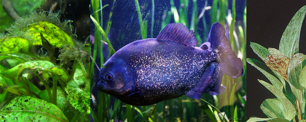 Tester l'eau de votre aquarium et maintenir un équilibre optimal [Le Guide]
