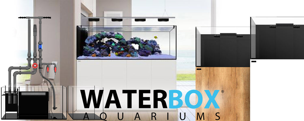 Waterbox : ces aquariums designs que les aquariophiles s'arrachent !