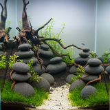 Black Stars SCALARE - Roche Volcanique 2.5 à 3.5kg