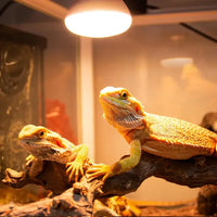 Lampe Basking Spot Daylight REPTIZOO - 100W