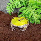 Substrato compresso REPTIZOO Coco Brick - 10L