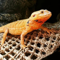 reptilien hängematte REPTIZOO Dreieck-Reptilien-Hängematte