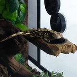 Mangeoire Double 2 en 1 ou Rampe Tortues REPTIZOO - 20 cm