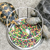 Mangeoire pour Tortue REPTIZOO - 11,5 cm