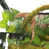 Liane Muschio di Vite Naturale REPTIZOO - 200 x 1 cm