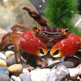 ProNovo Crabs Wafer M JBL - Aliment de base pour crabes, écrevisses et crevettes géantes de 1 à 20 cm