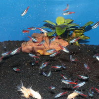 ProNovo Neon Grano XXS JBL - Aliment de base en granulés pour tout petit poissons d'aquarium de 1 à 3 cm