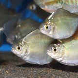 ProNovo Spirulina Grano S JBL - Aliment de base en Granulés pour poissons herbivores de 3 à 10 cm