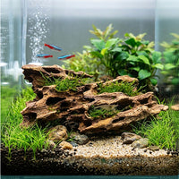 Racine Naturelle Shrimp Wood SCALARE - 15 à 25 cm