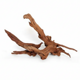 Racine Naturelle Teak Wood Polished - 40 à 60 cm SCALARE