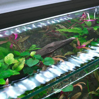 Acquario Eden 20 Boxbox nera - 77 L