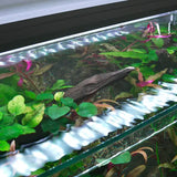 Acquario Eden 20 Boxbox nera - 77 L