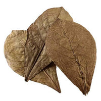Catappa Leaves XL 12pcs HOBBY - Conditionneur d'Eau Naturel
