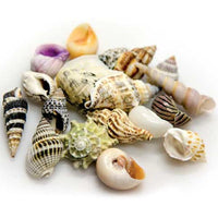 Sea Shells Set S HOBBY - Lot de 20 Coquillages Naturels
