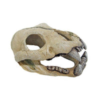 Crâne de Jaguar AMTRA - 14,7 cm