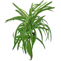Plante Artificielle Dracena AMTRA - 25 cm