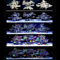 Roche Céramique Reef Plateau - 50 x 40 cm ARKA